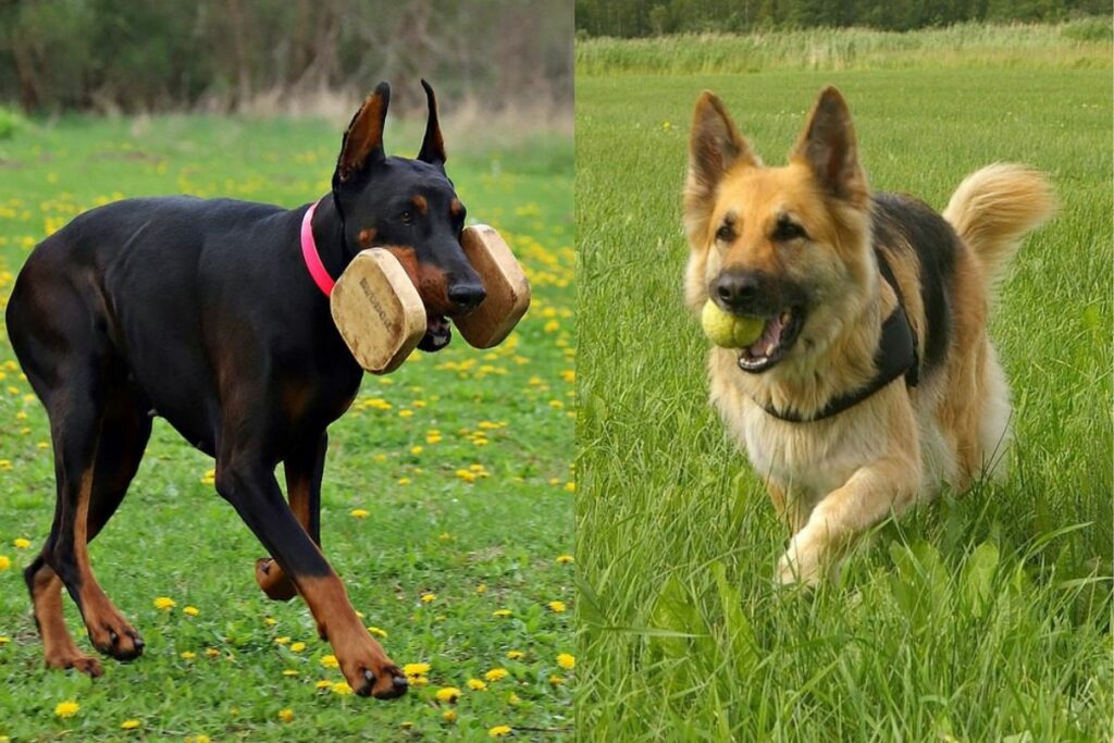 doberman shepherd