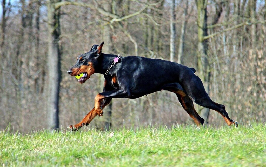 doberman top speed
