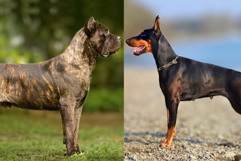 doberman vs cane corso
