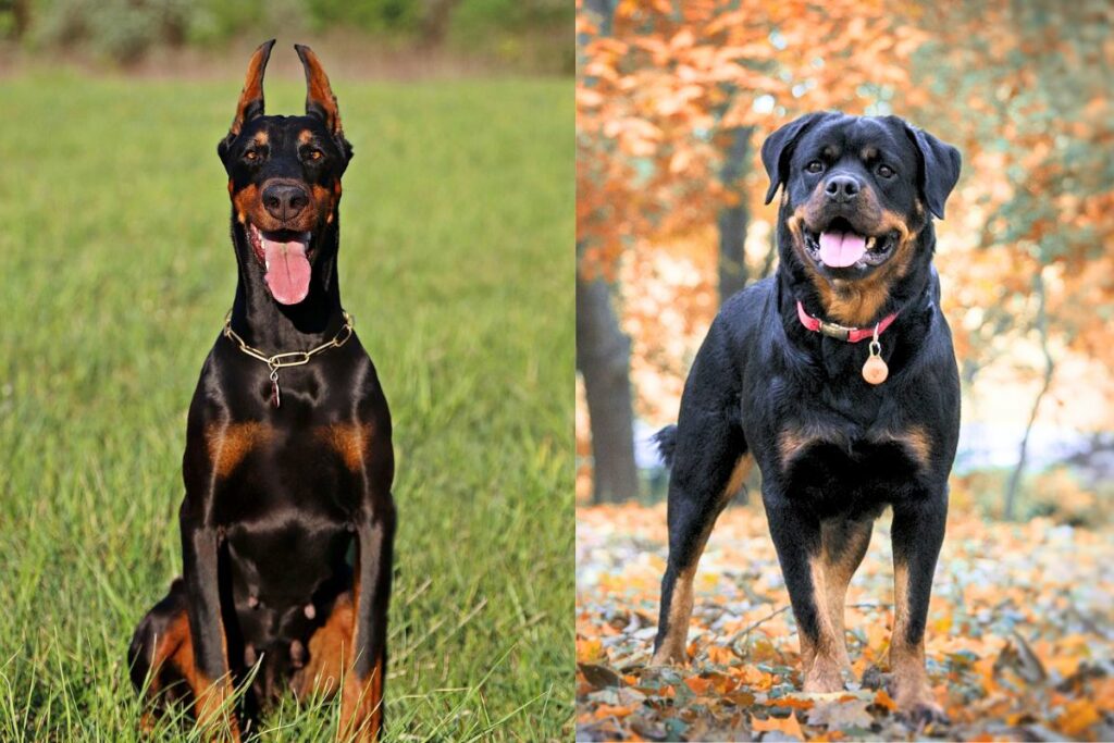 doberman vs rottweiler
