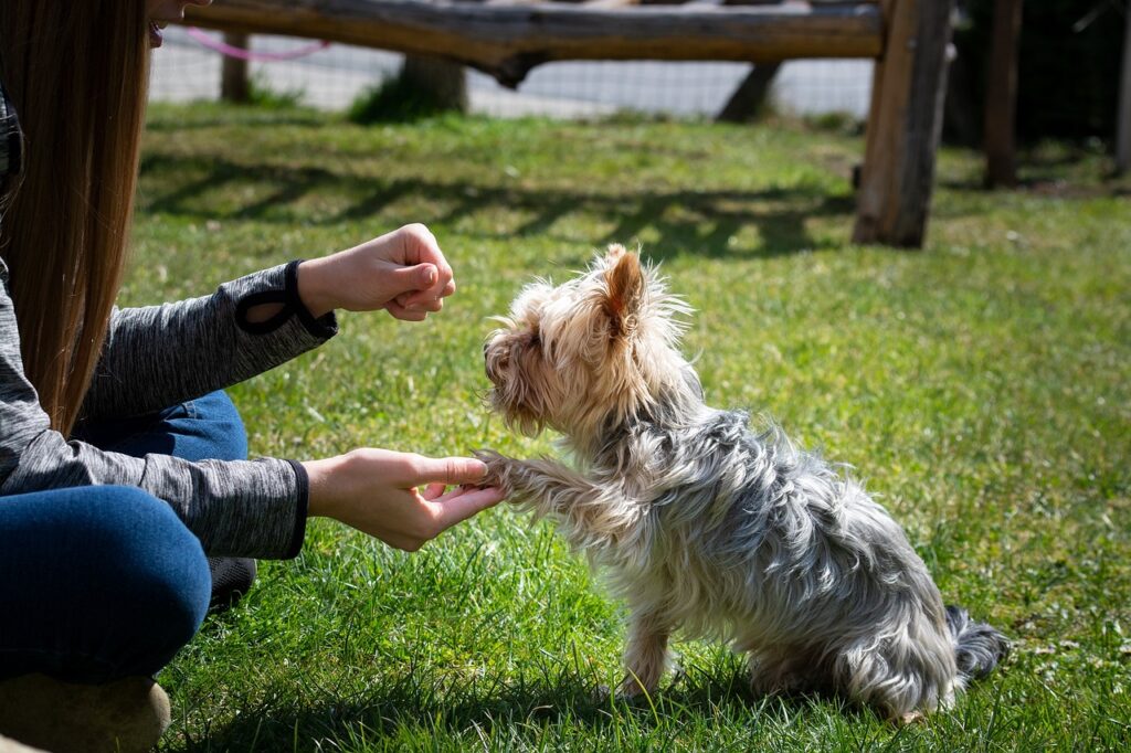 best way to keep dogs in yard