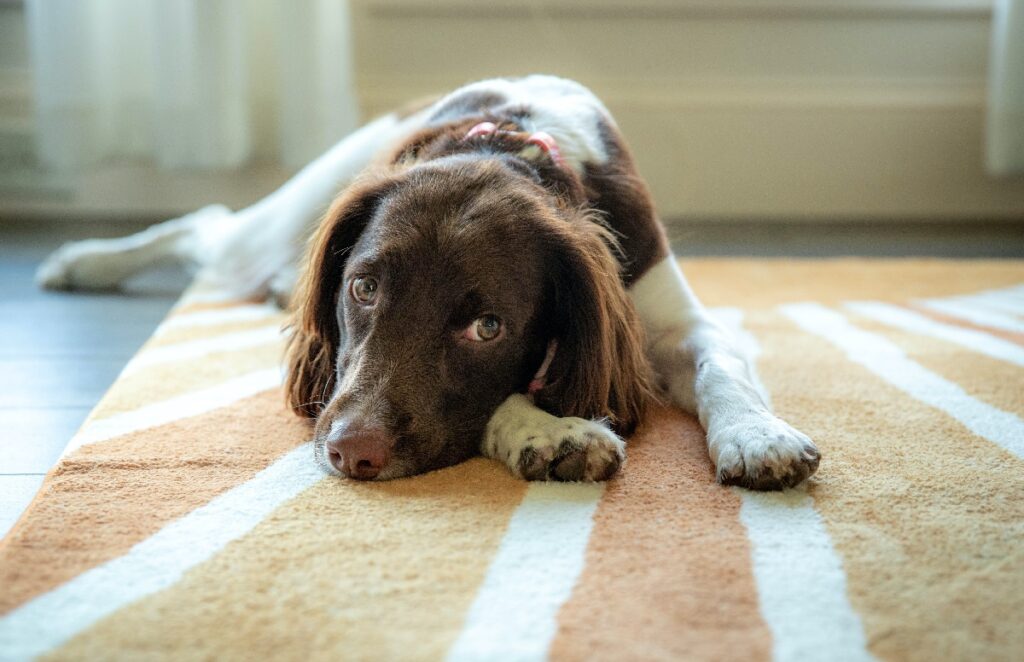 dog ate cbd gummies
