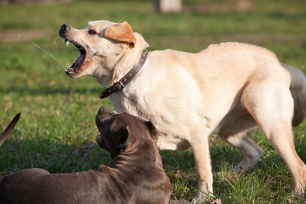 dangerous breeds
