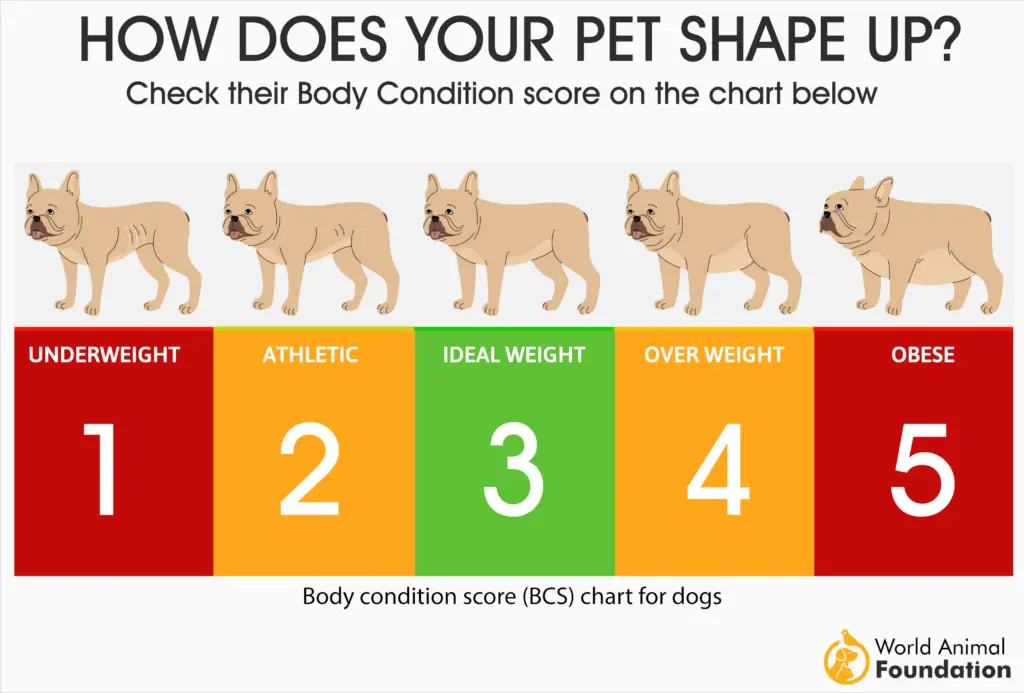 dog bmi calculator and chart