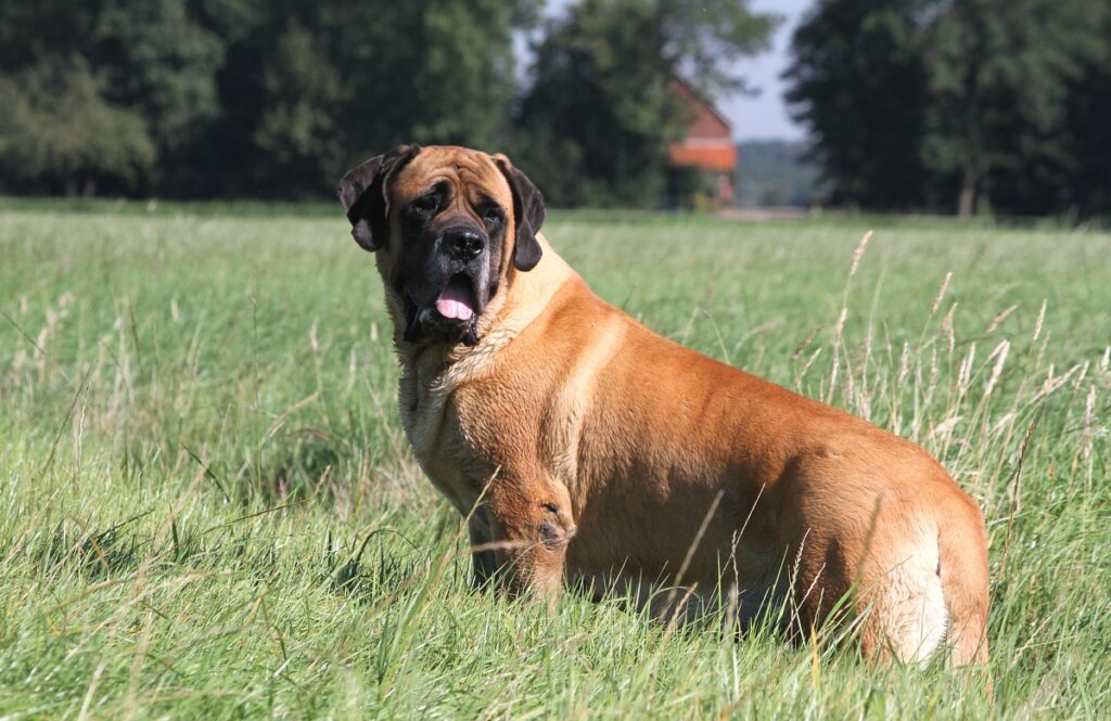 dog breed big
