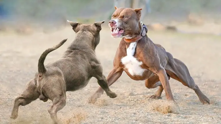 train dogs like pit bulls