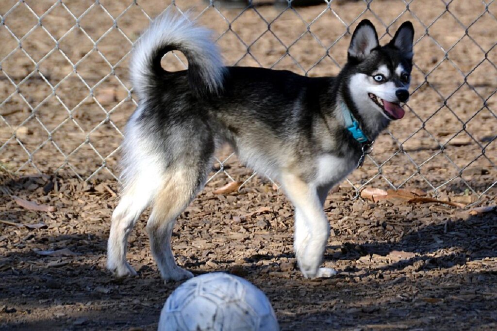 what dog looks like a fox
