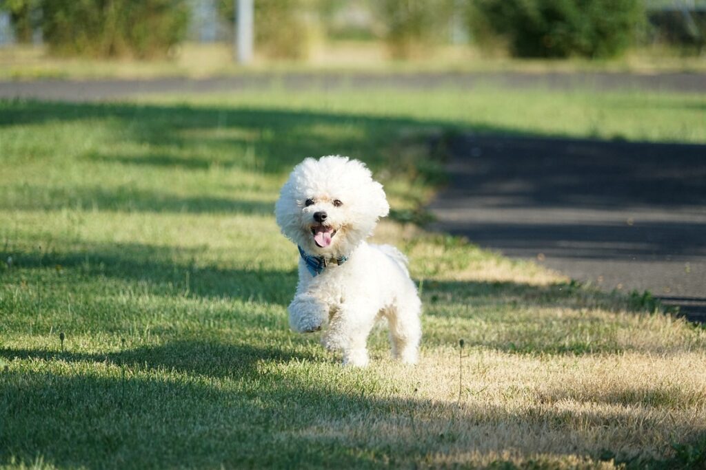 dog breeds that get along with cats
