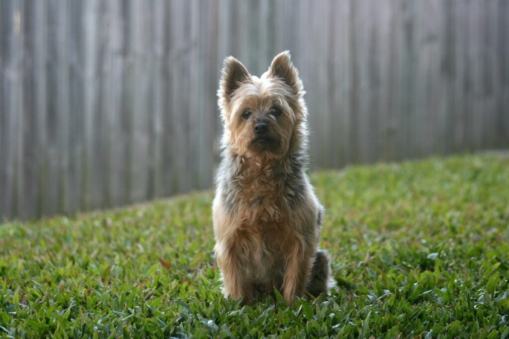 types of small dogs
