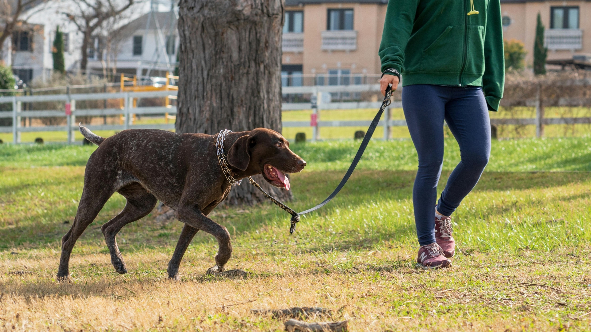 dog breeds to protect against jogging threats