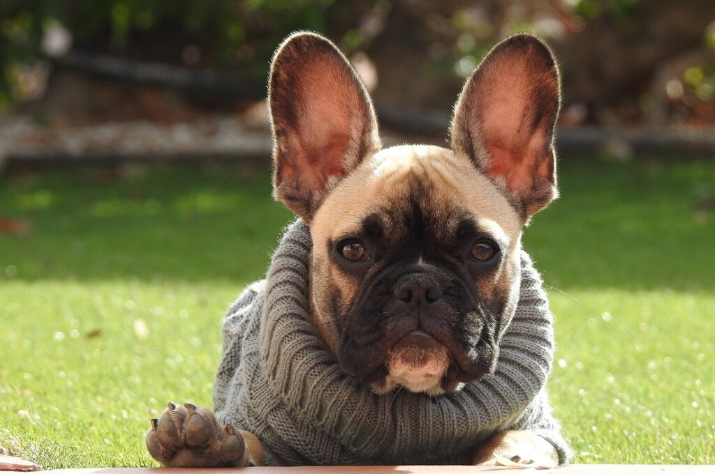 dog breeds with big ears