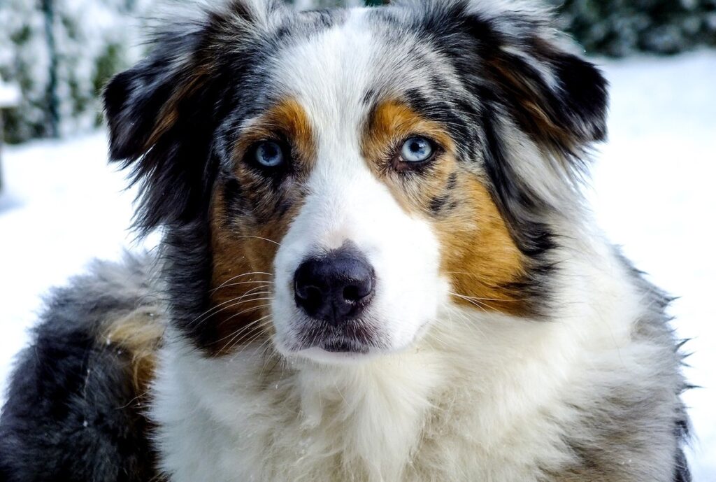 dog breeds with blue eyes
