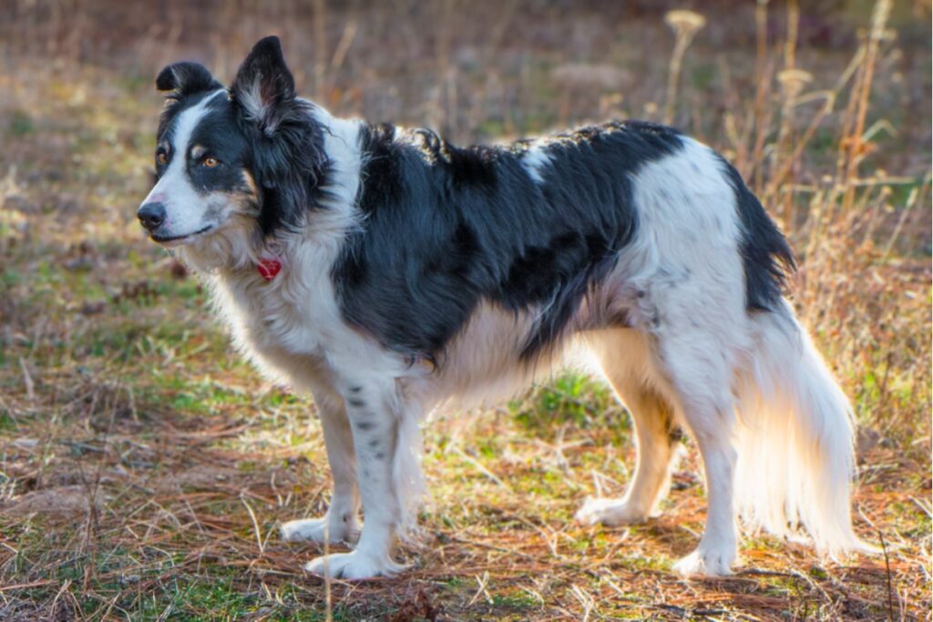 dog breeds with blue tongues
