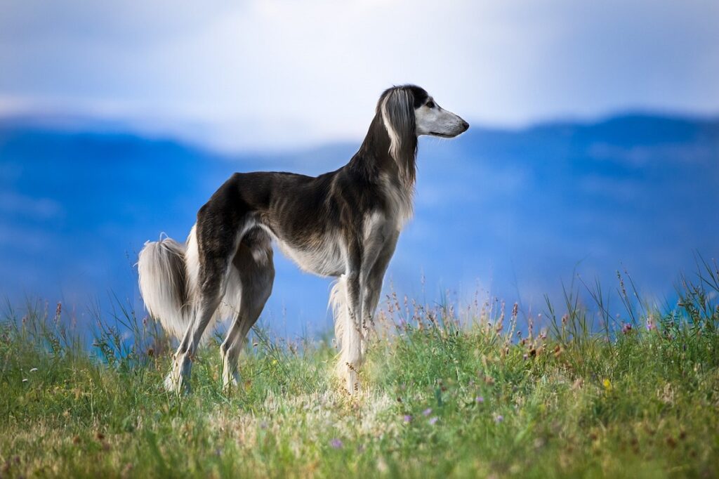 dog breeds with long body
