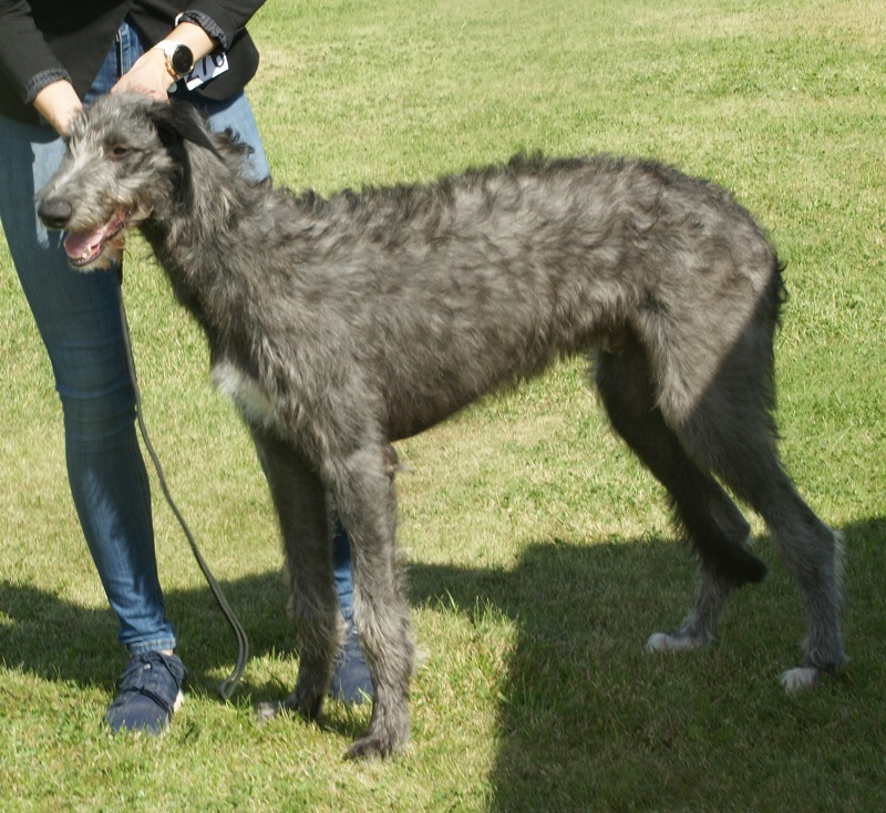 dog breeds with long legs
