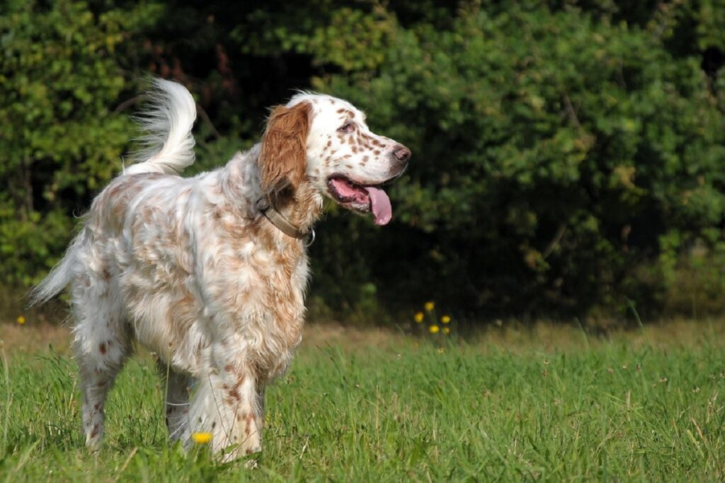 dog breeds with spots
