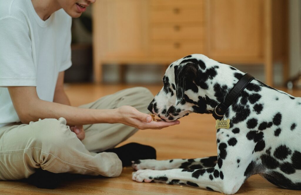 how much to feed a dog per day 