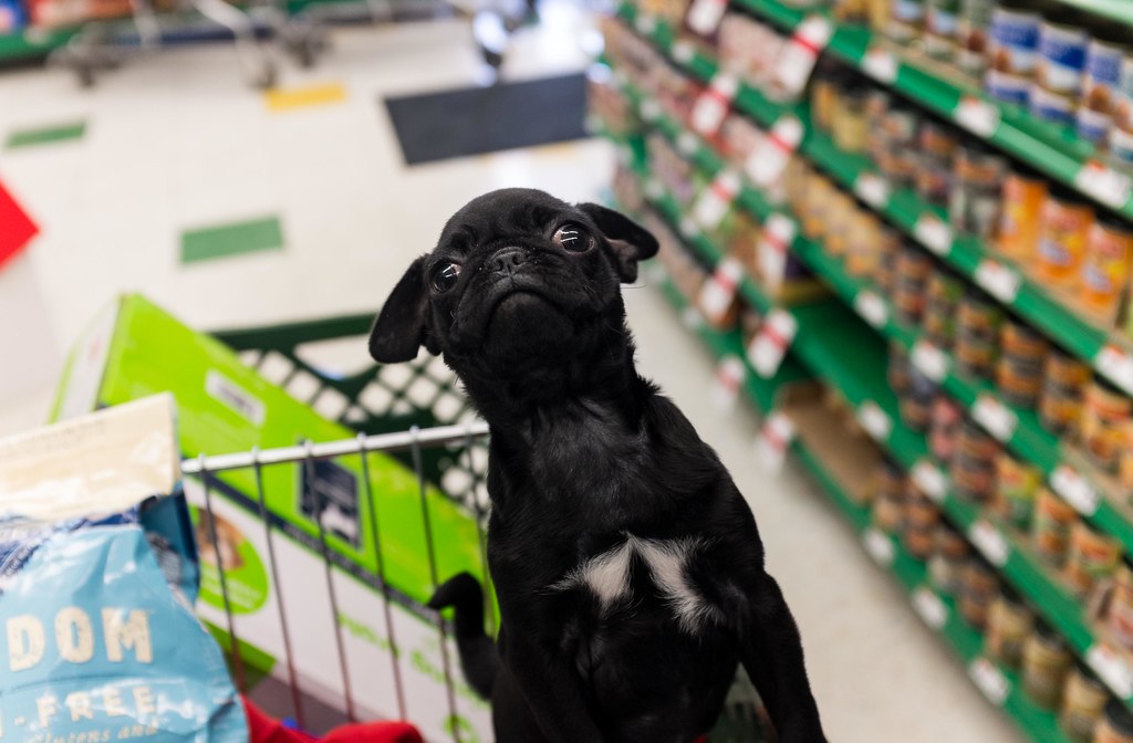 dog-friendly stores
