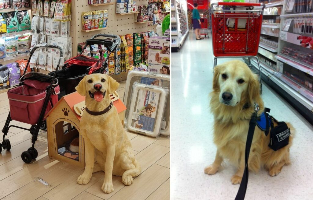 dog-friendly stores near me