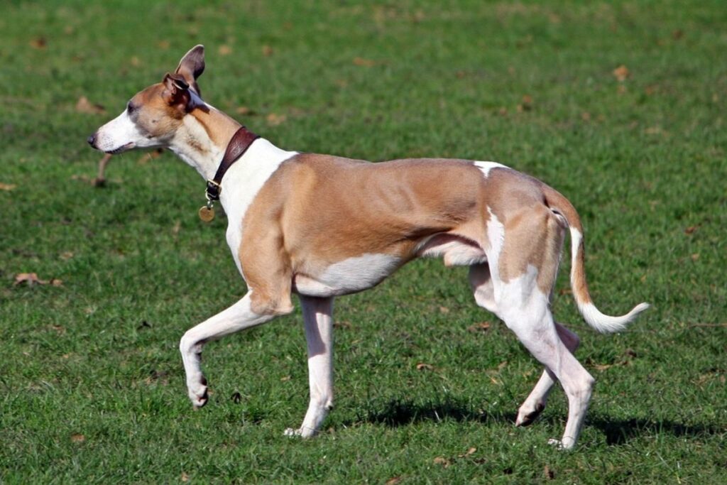 dog like greyhound