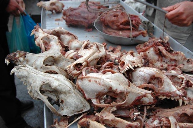 dog meat