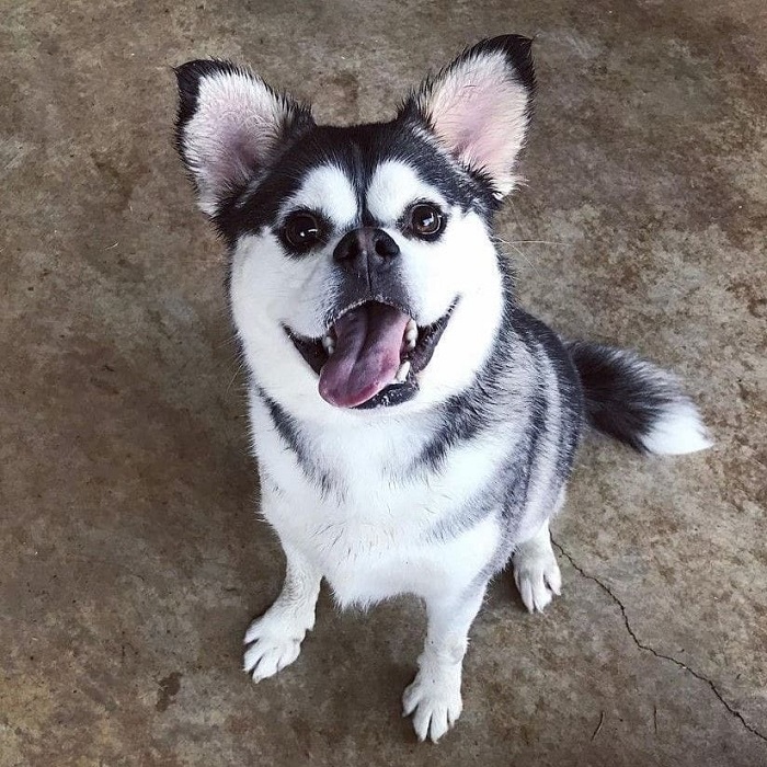 dog who look like husky