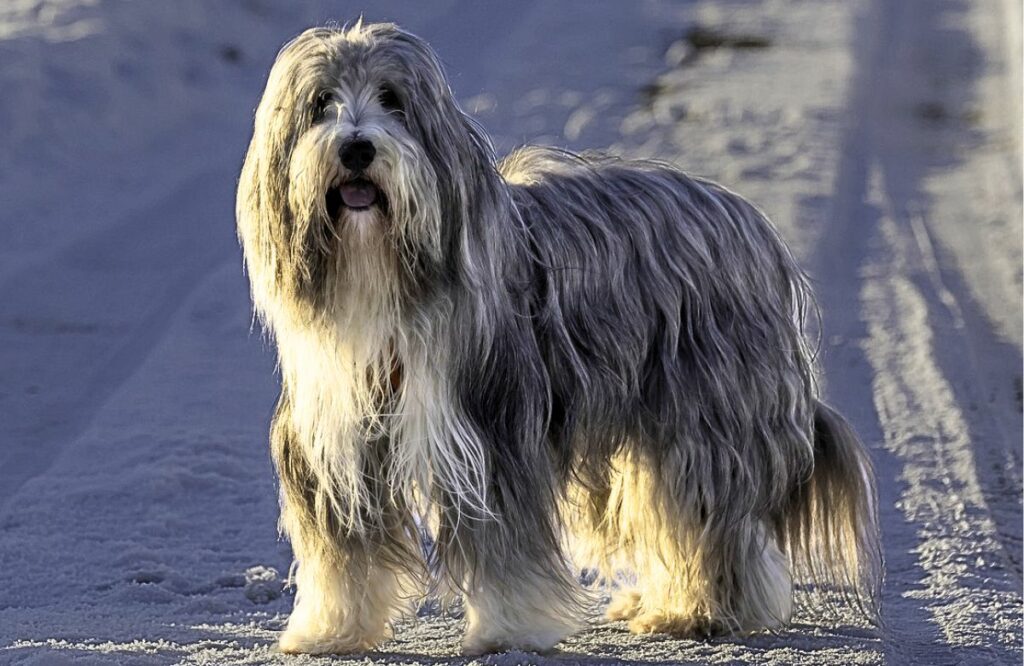 dog with a lot of hair
