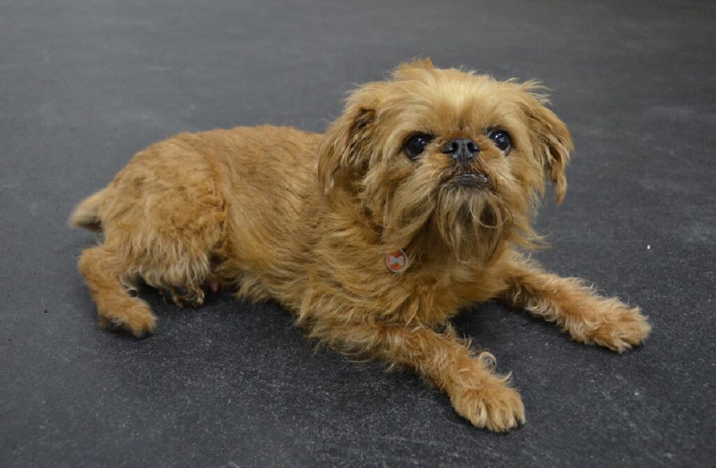 dog with beard
