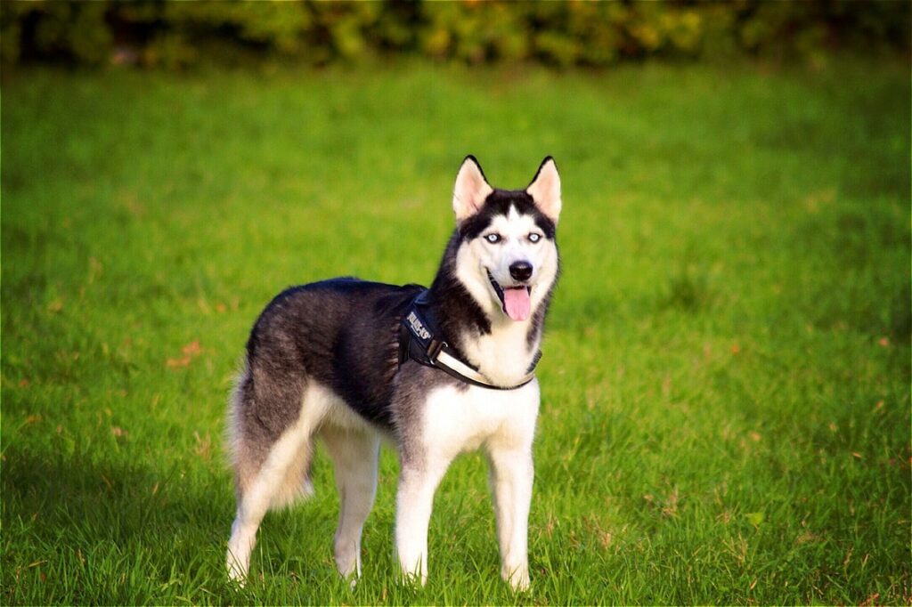 dog with big ears