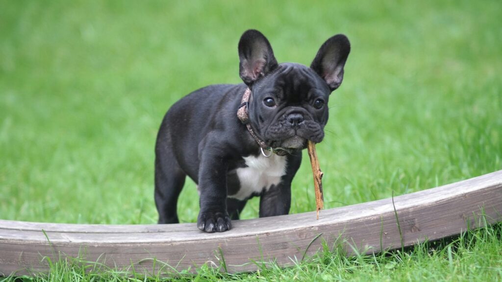 dog with big ears breed