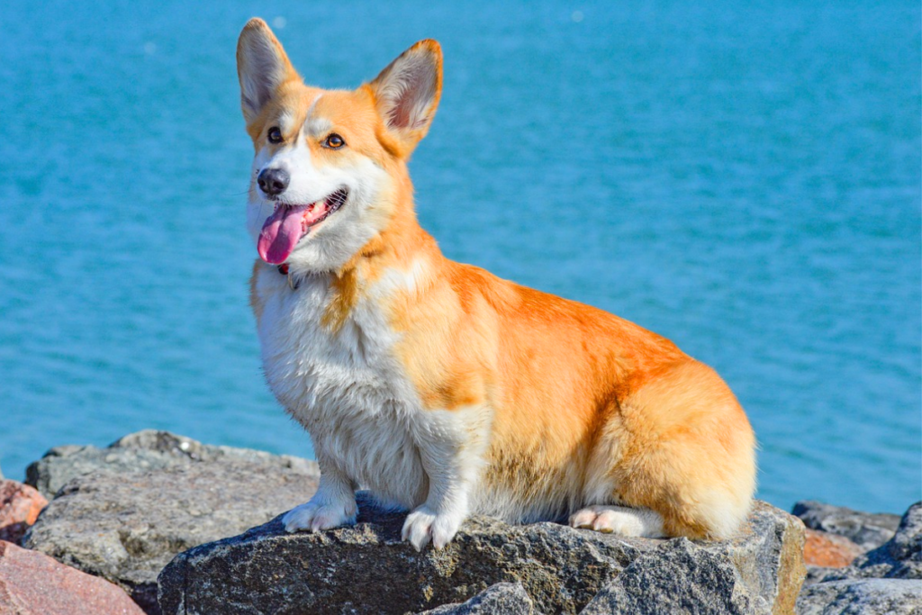 dog with big ears breed
