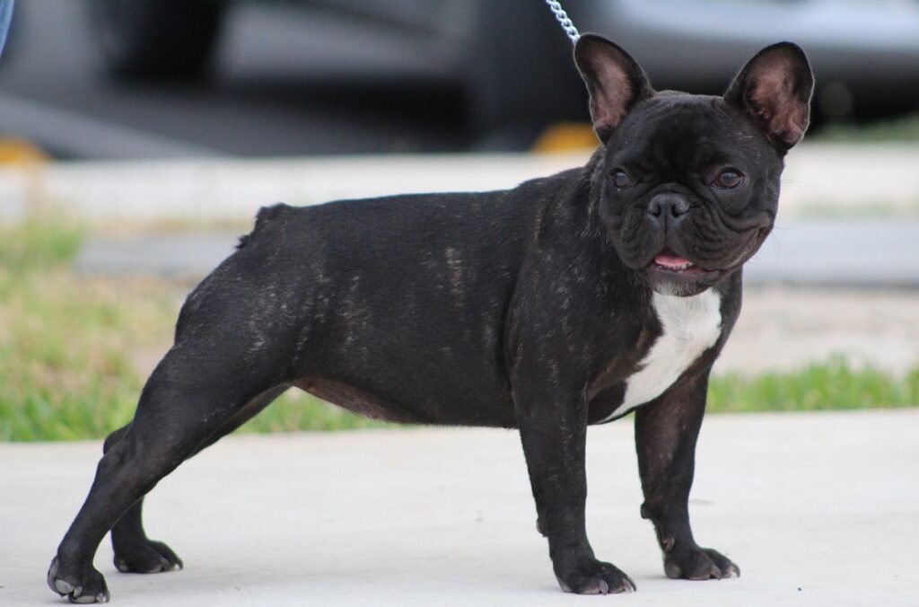 dog with black face
