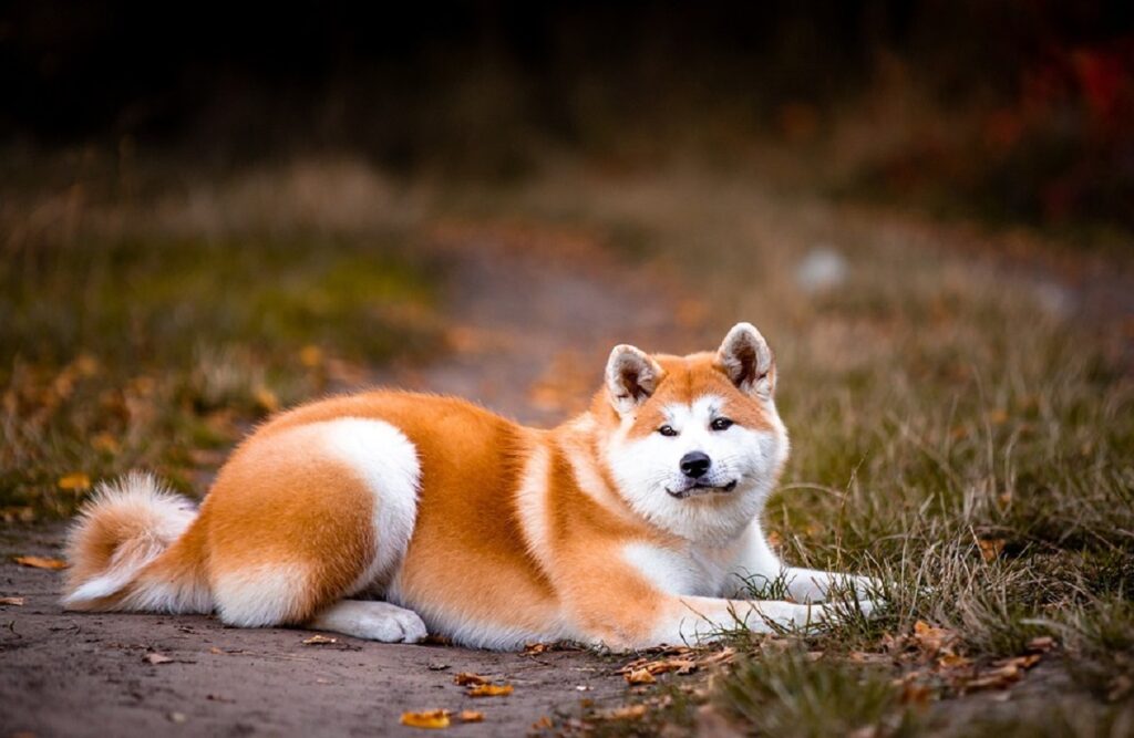 dog with fluffy hair
