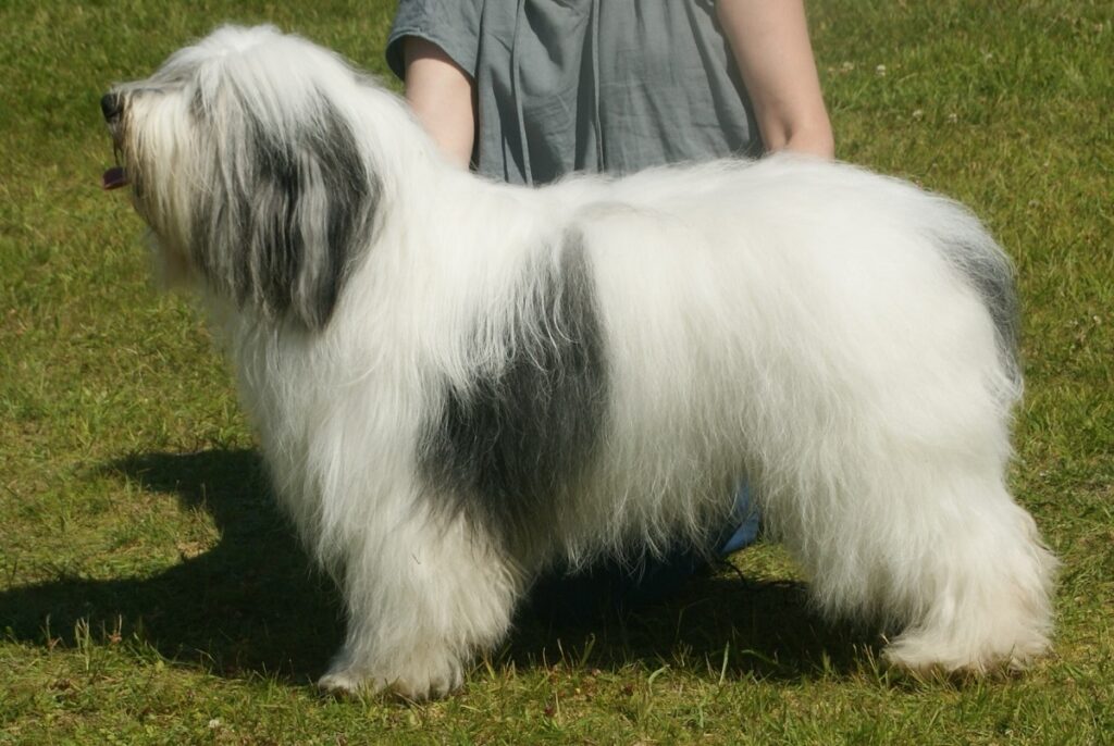 dog with fluffy hair
