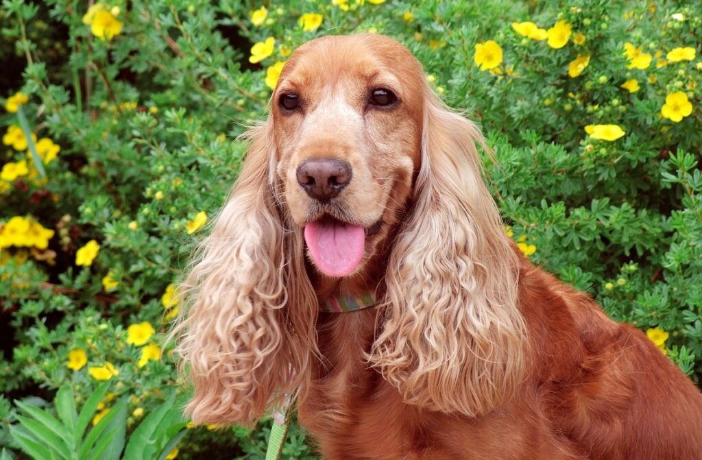 dog with long ear hair
