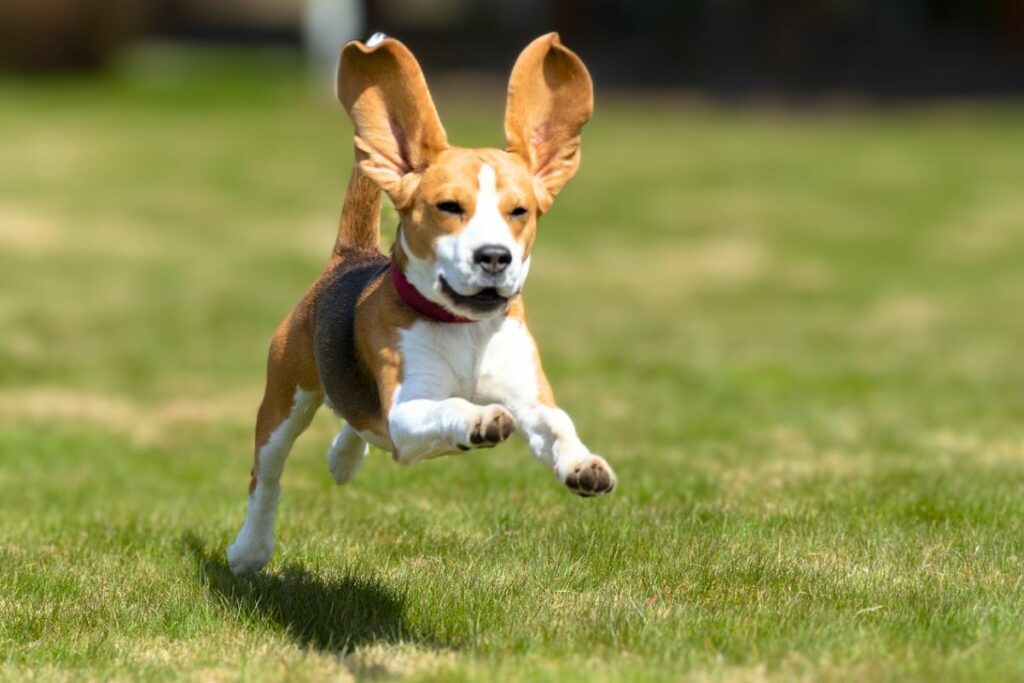 dog with long ears
