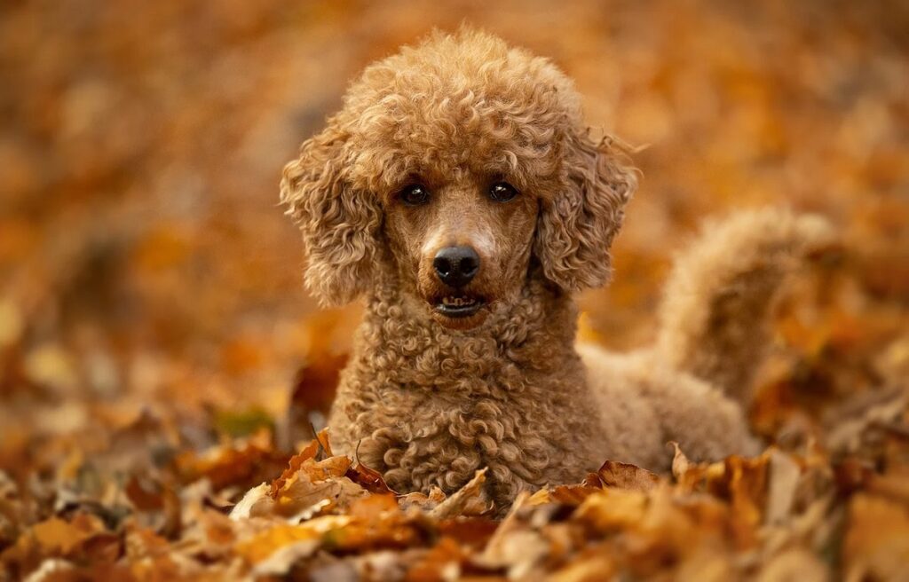 dog with big snout