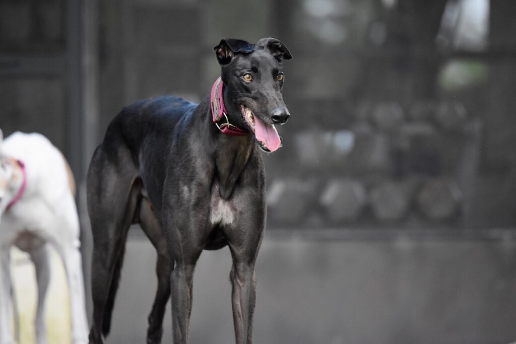 dog with long snout