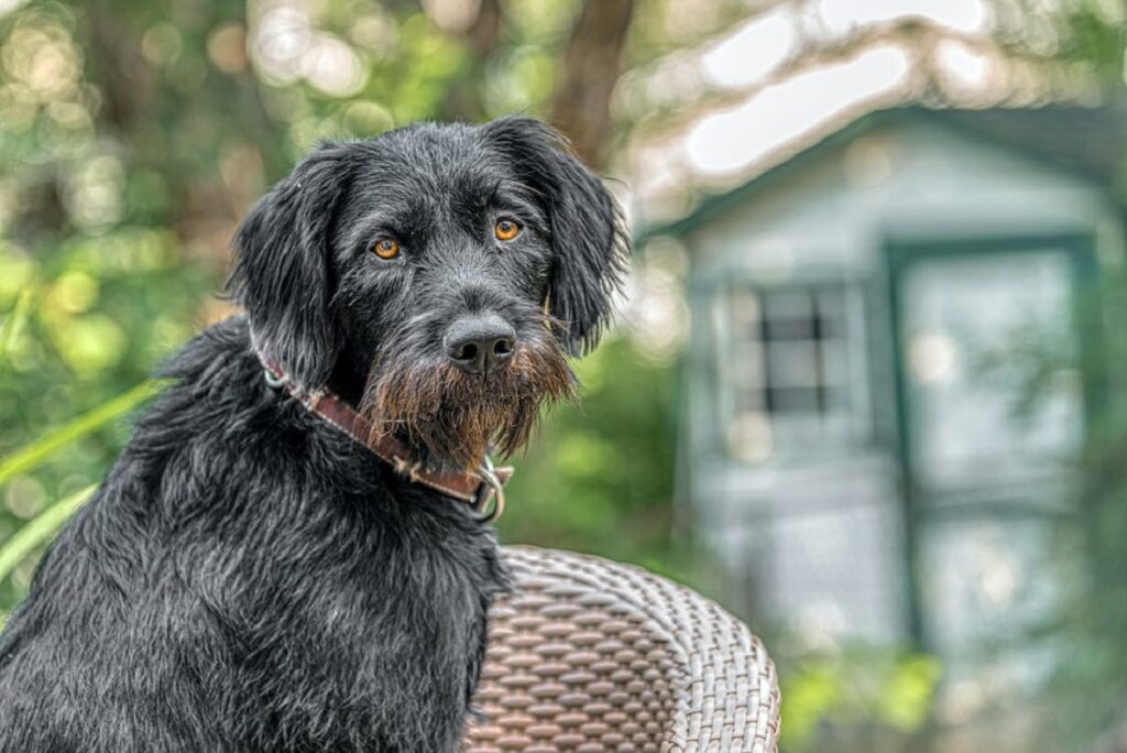 dog with mustache
