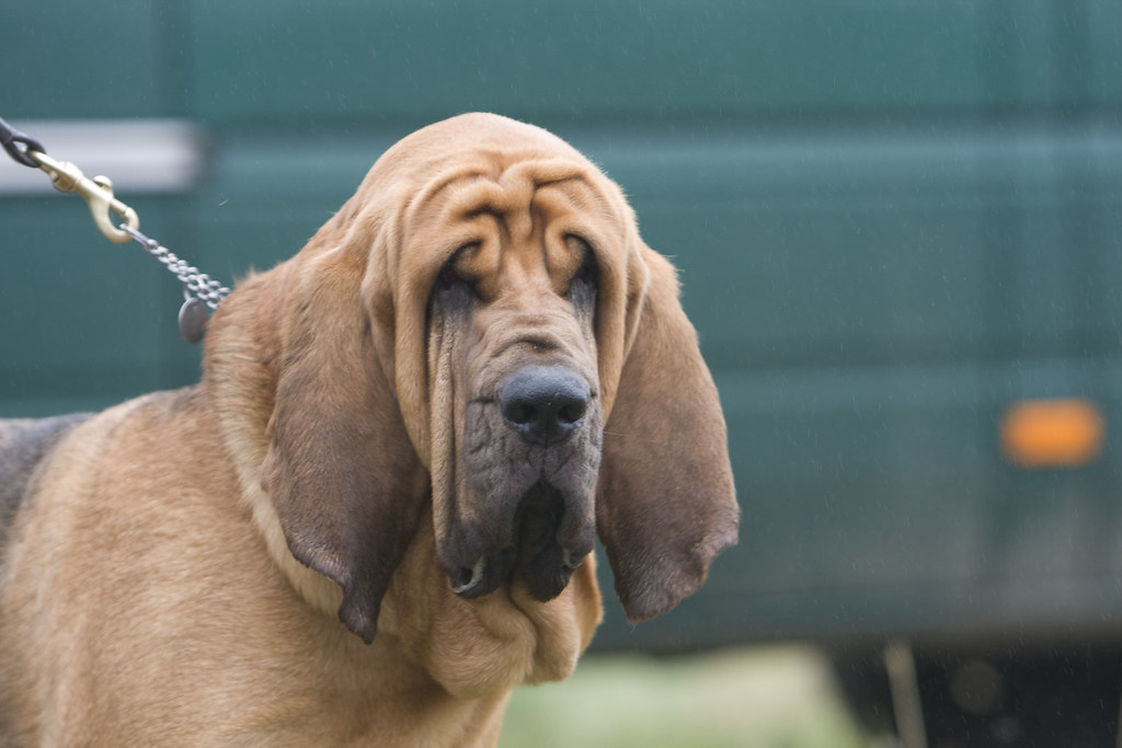 dog with the best sense of smell