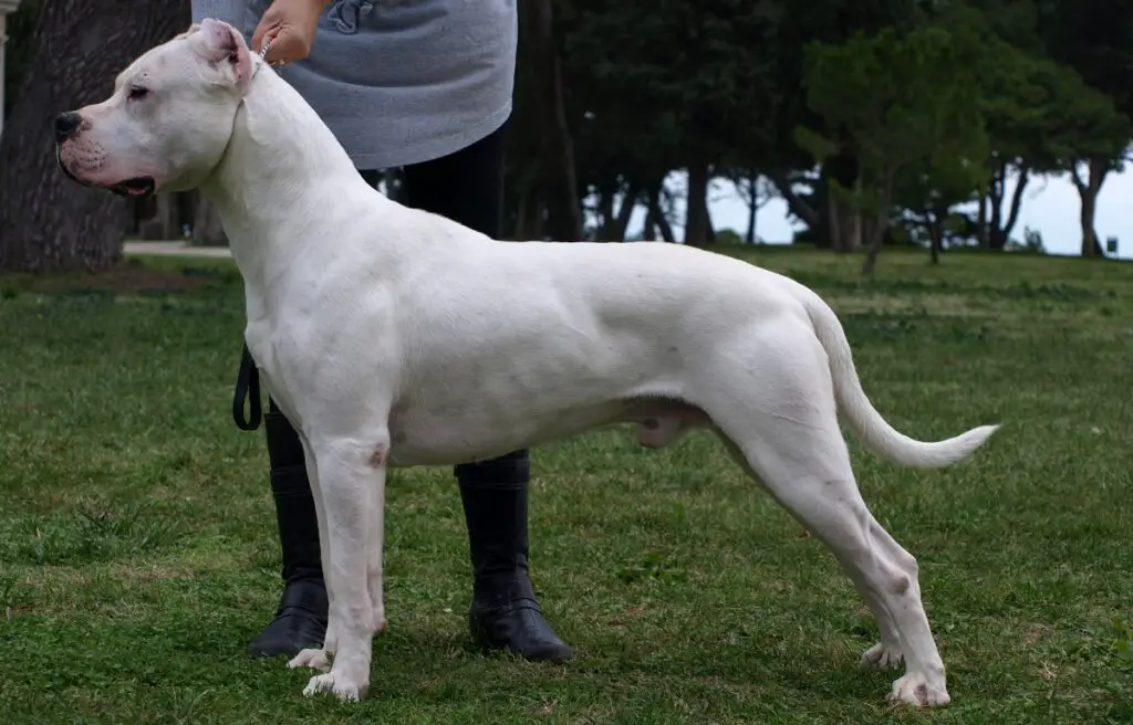 dogo argentino bite force
