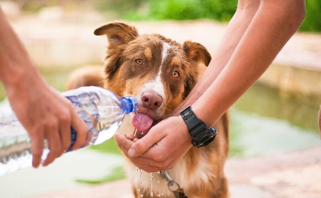 dogs in hot weather