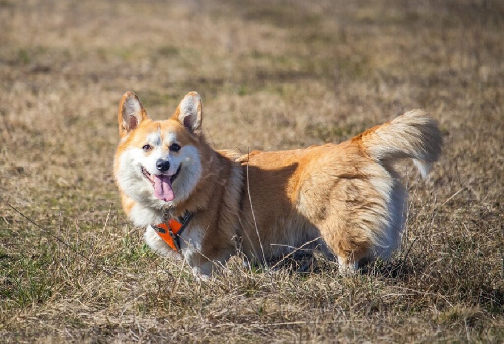 dogs born with short tails
