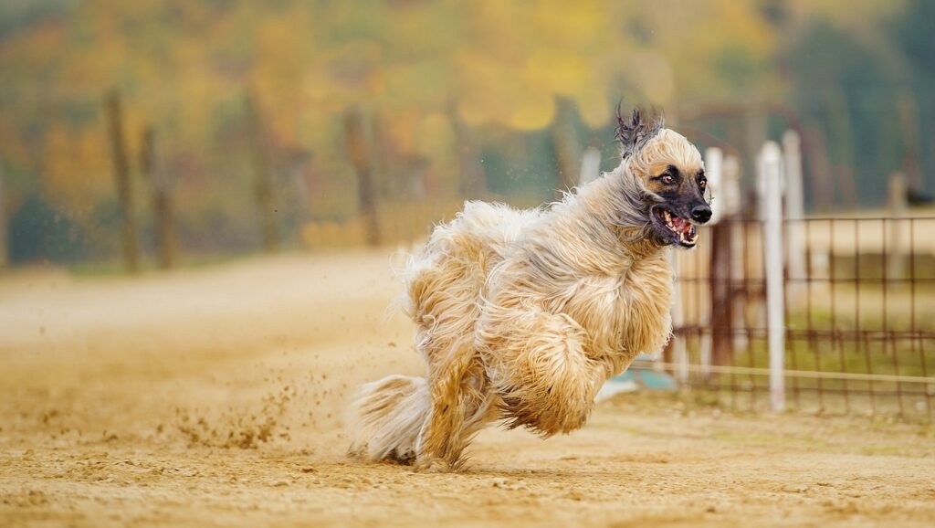 dogs in the desert
