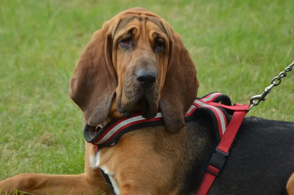 dogs like bloodhounds
