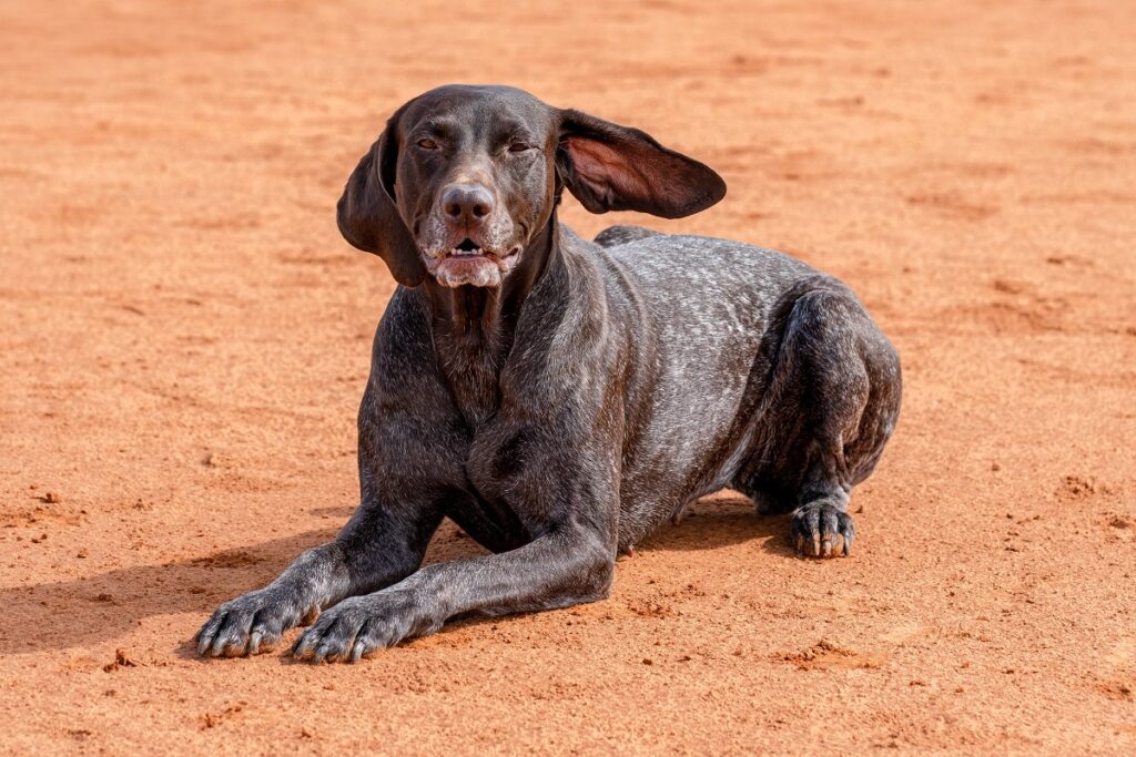 dogs like german shorthaired pointer