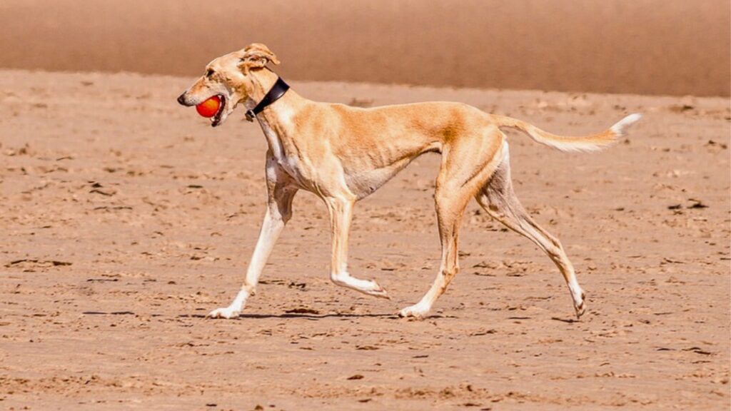 dogs that do well in the desert
