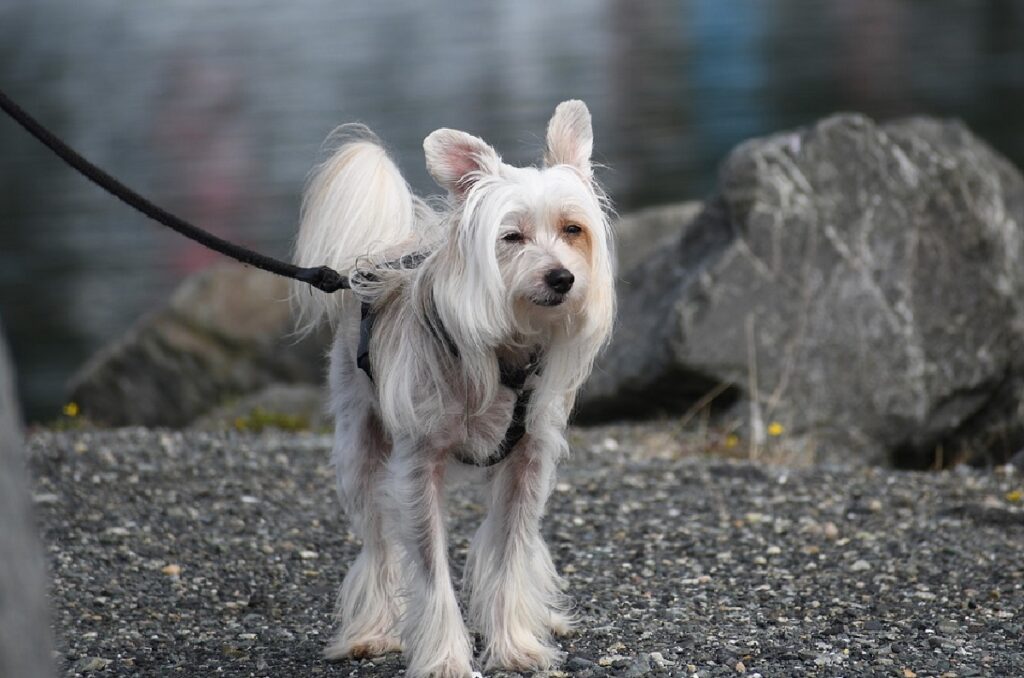 dogs that don't shed hair