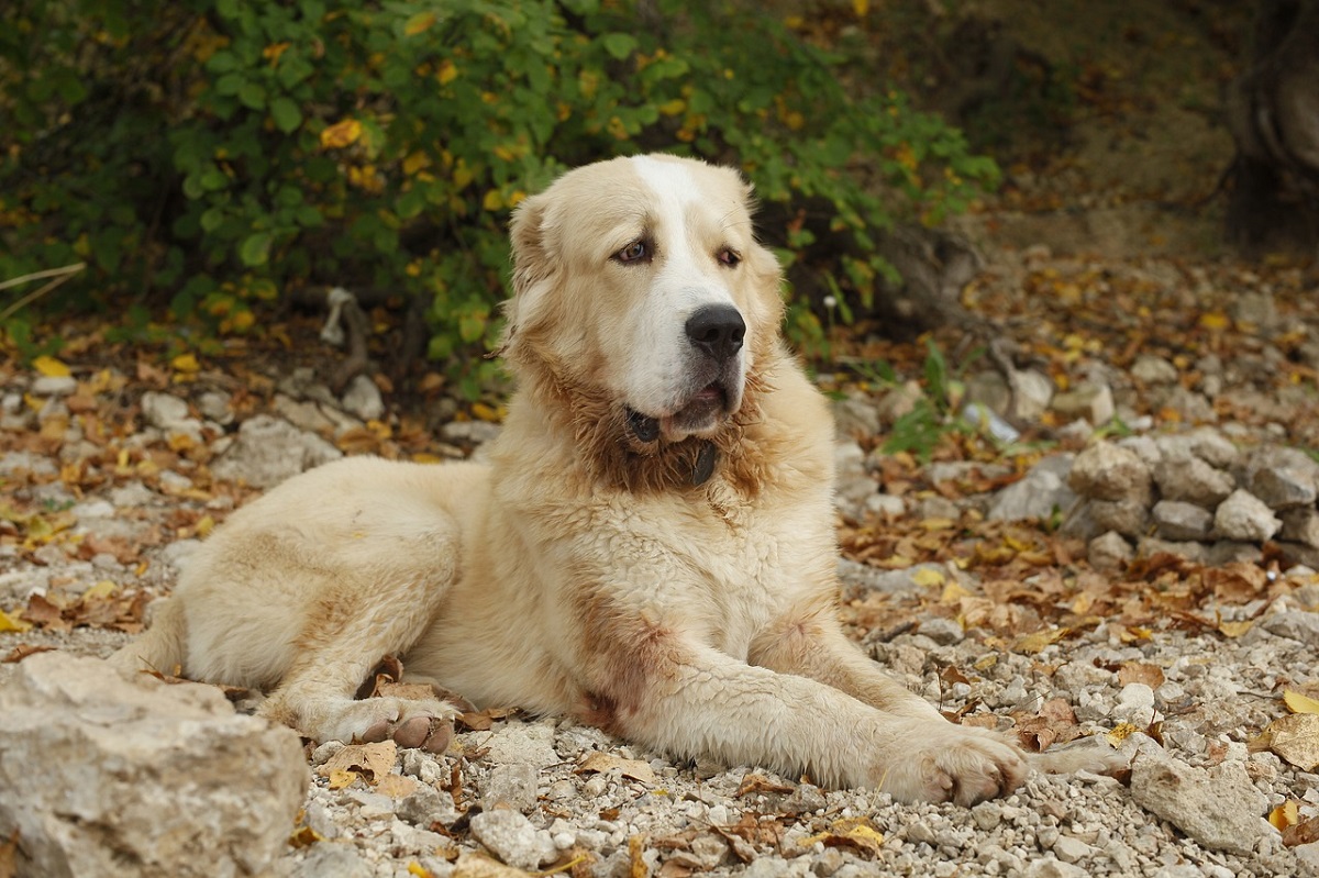 dogs that fight wolves