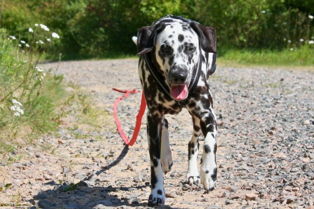 dogs that like hiking
